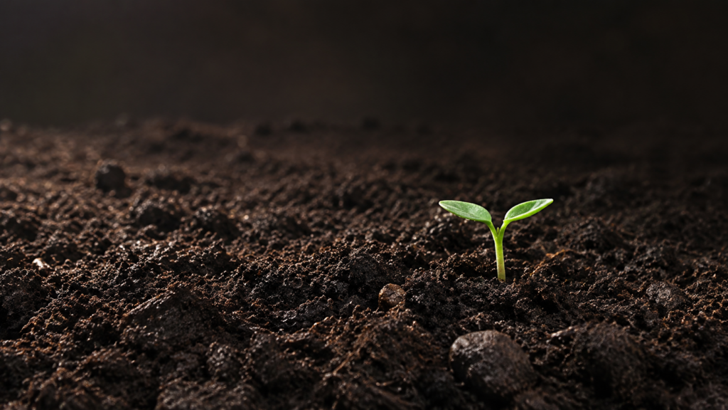 A small green seedling with two leaves grows from dark, rich soil under soft lighting, symbolizing new life and growth.